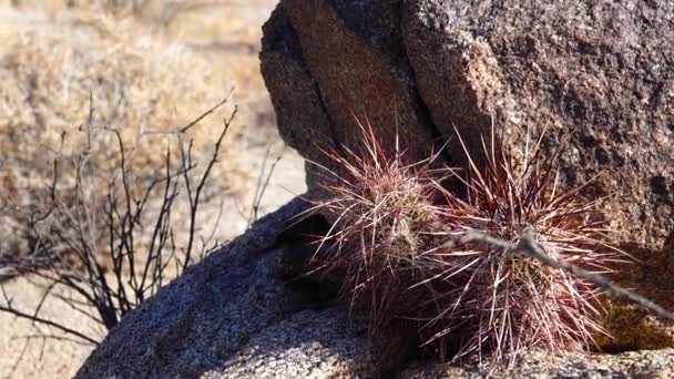Kakteen Westen Und Südwesten Der Usa Arizona Claret Cup Kaktus — Stockvideo