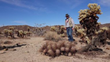 Joshua Tree Ulusal Parkı 'ndaki Cholla Kaktüs Bahçesi. Oyuncak ayı cholla (Cylindropuntia bigelovii). Kaliforniya