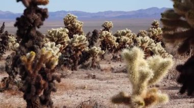 Joshua Tree Ulusal Parkı 'ndaki Cholla Kaktüs Bahçesi. Oyuncak ayı cholla (Cylindropuntia bigelovii). Kaliforniya