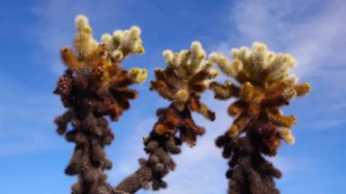 Joshua Tree Ulusal Parkı 'ndaki Cholla Kaktüs Bahçesi. Oyuncak ayı cholla (Cylindropuntia bigelovii). Kaliforniya
