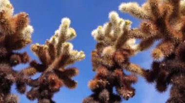 Joshua Tree Ulusal Parkı 'ndaki Cholla Kaktüs Bahçesi. Oyuncak ayı cholla (Cylindropuntia bigelovii). Kaliforniya