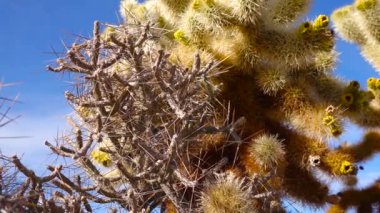 Mavi gökyüzüne karşı uzun sarı dikenli Arizona kalem cholla. Noel cholla, tasajillo (Cylindropuntia leptocaulis). Joshua Tree Ulusal Parkı.