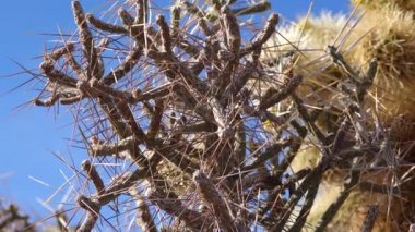 Mavi gökyüzüne karşı uzun sarı dikenli Arizona kalem cholla. Noel cholla, tasajillo (Cylindropuntia leptocaulis). Joshua Tree Ulusal Parkı.