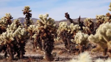 Joshua Tree Ulusal Parkı 'ndaki Cholla Kaktüs Bahçesi. Oyuncak ayı cholla (Cylindropuntia bigelovii). Kaliforniya