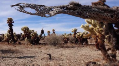 Joshua Tree Ulusal Parkı 'ndaki Cholla Kaktüs Bahçesi. Oyuncak ayı cholla (Cylindropuntia bigelovii). Kaliforniya