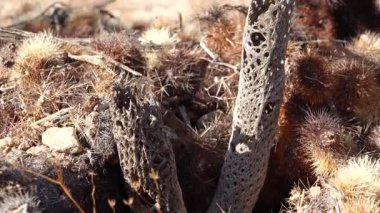 Joshua Tree Ulusal Parkı 'ndaki Cholla Kaktüs Bahçesi. Oyuncak ayı cholla (Cylindropuntia bigelovii). Kaliforniya