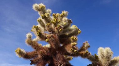 Joshua Tree Ulusal Parkı 'ndaki Cholla Kaktüs Bahçesi. Oyuncak ayı cholla (Cylindropuntia bigelovii). Kaliforniya