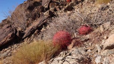 Çöl fıçısı kaktüsü Ferocactus silindirius, Joshua Tree Ulusal Parkı, Güney Kaliforniya.