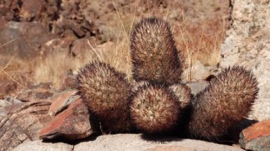 Arizona çölünde bir kaktüs. Yastık tilkisi kaktüsü (Escobaria alversonii, coryphantha alversonii), ABD