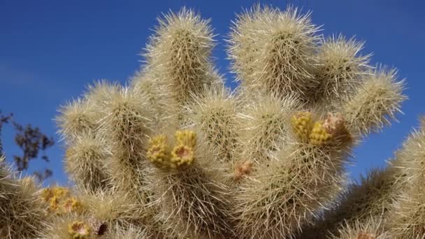 Cholla Cactus Garden Bij Joshua Tree National Park Teddy Beer — Stockvideo