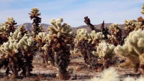 乔舒亚国家公园的Cholla Cactus花园Teddy Bear Cholla Cylindropuntia Bigelovii 加利福尼亚 — 图库视频影像