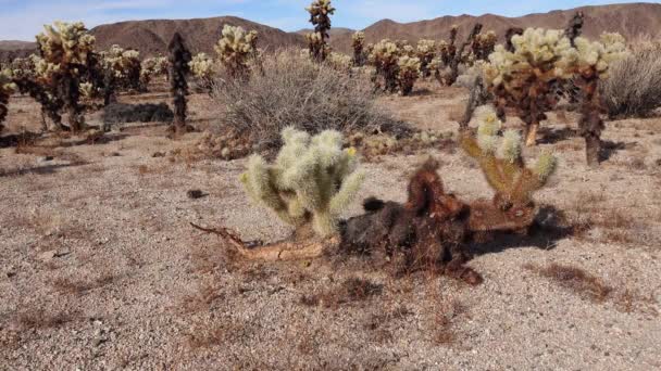 Сад Кактусов Чолла Национальном Парке Джошуа Три Teddy Bear Cholla — стоковое видео