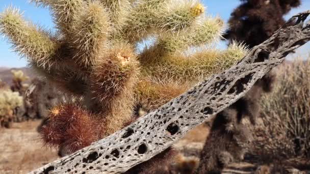 Cholla Kaktusz Kert Joshua Tree Nemzeti Parkban Teddy Maci Cholla — Stock videók