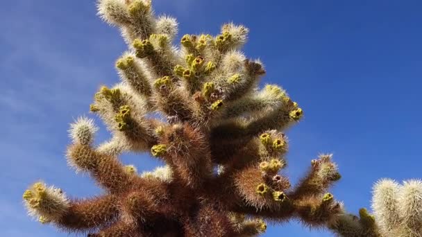 Joshua Tree Ulusal Parkı Ndaki Cholla Kaktüs Bahçesi Oyuncak Ayı — Stok video