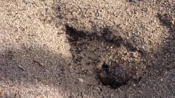 Mieren Woestijn Met Cactussen Joshua National Park Arizona — Stockvideo