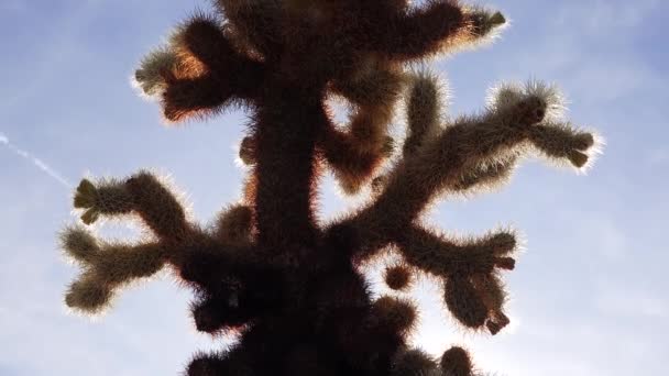 Joshua Tree Ulusal Parkı Ndaki Cholla Kaktüs Bahçesi Oyuncak Ayı — Stok video