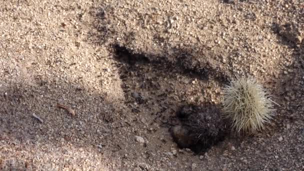 Myror Öknen Med Kaktusar Joshua National Park Arizona — Stockvideo