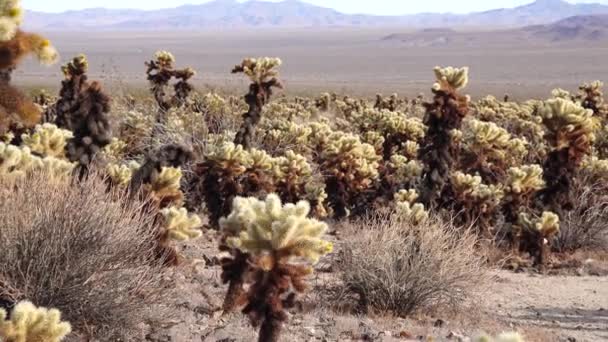 Cholla Cactus Garden Joshua Tree National Park Тедді Ведмежа Холла — стокове відео