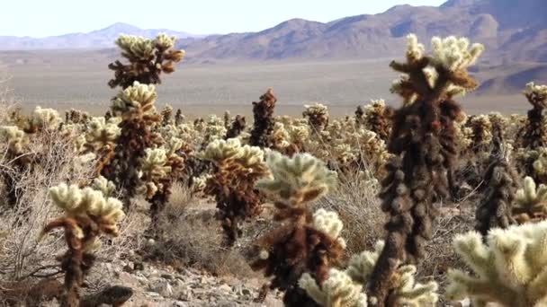 乔舒亚国家公园的Cholla Cactus花园Teddy Bear Cholla Cylindropuntia Bigelovii 加利福尼亚 — 图库视频影像