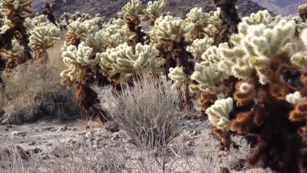 乔舒亚国家公园的Cholla Cactus花园Teddy Bear Cholla Cylindropuntia Bigelovii 加利福尼亚 — 图库视频影像