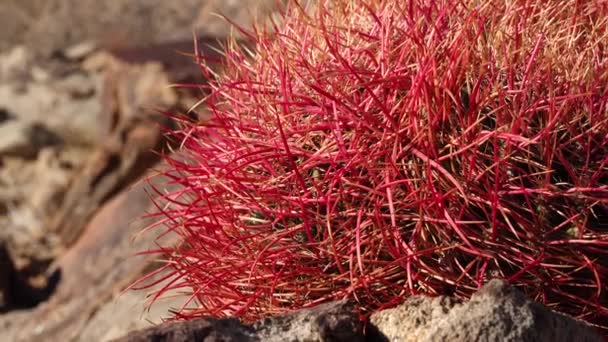 Пустопорожний Бочковый Кактус Ferocactus Cylindraceus Национальный Парк Джошуа Три Южная — стоковое видео