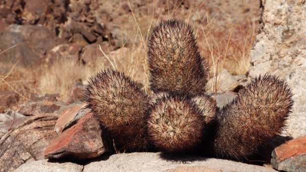 Какти Пустыне Аризона Cuscostail Foxtail Cactus Escobaria Alversonii Coryphantha Alversonii — стоковое видео
