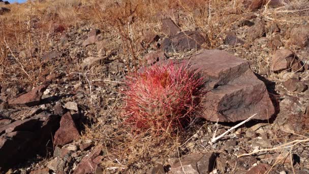 Desert Barrel Cactus Ferocactus Cylindraceus Joshua Tree National Park South — Stock Video