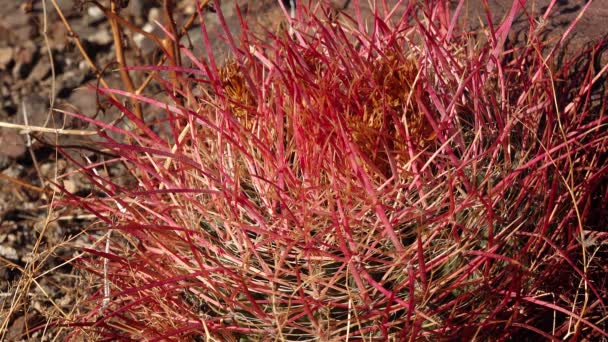 Cacto Barril Deserto Ferocactus Cylindraceus Joshua Tree National Park Sul — Vídeo de Stock