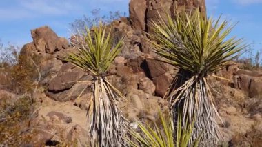 Cholla Kaktüs Bahçesi 'nde gümüş cholla (Cylindropuntia echinocarpas), Joshua Tree Ulusal Parkı, Kaliforniya, ABD