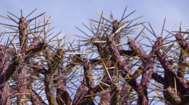 Mavi gökyüzüne karşı uzun sarı dikenli Arizona kalem cholla. Noel cholla, tasajillo (Cylindropuntia leptocaulis). Joshua Tree Ulusal Parkı.