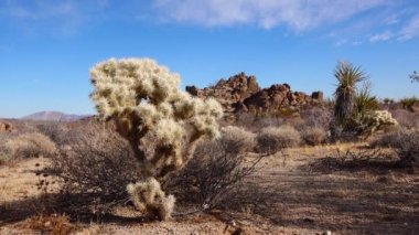 Cholla Kaktüs Bahçesi 'nde gümüş cholla (Cylindropuntia echinocarpas), Joshua Tree Ulusal Parkı, Kaliforniya, ABD