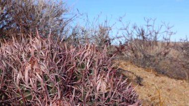 Arizona çölünde bir kaktüs. Echinocactus polycephalus, Cottontop Kaktüsü, Çok başlı Fıçı Kaktüsü, Gülle Kaktüsü.
