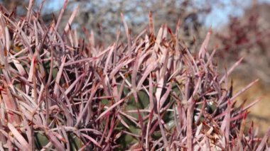 Arizona çölünde bir kaktüs. Echinocactus polycephalus, Cottontop Kaktüsü, Çok başlı Fıçı Kaktüsü, Gülle Kaktüsü.