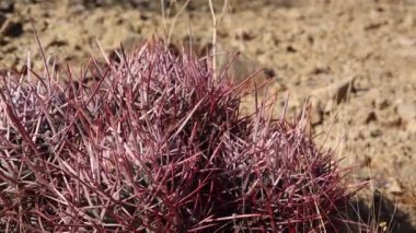 Arizona çölünde bir kaktüs. Echinocactus polycephalus, Cottontop Kaktüsü, Çok başlı Fıçı Kaktüsü, Gülle Kaktüsü.
