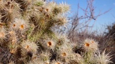 Cholla Kaktüs Bahçesi 'nde gümüş cholla (Cylindropuntia echinocarpas), Joshua Tree Ulusal Parkı, Kaliforniya, ABD