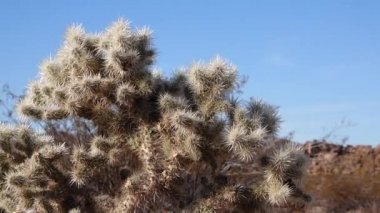 Cholla Kaktüs Bahçesi 'nde gümüş cholla (Cylindropuntia echinocarpas), Joshua Tree Ulusal Parkı, Kaliforniya, ABD