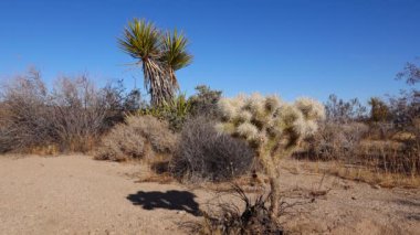 Cholla Kaktüs Bahçesi 'nde gümüş cholla (Cylindropuntia echinocarpas), Joshua Tree Ulusal Parkı, Kaliforniya, ABD