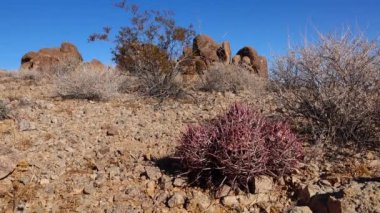 Arizona çölünde bir kaktüs. Echinocactus polycephalus, Cottontop Kaktüsü, Çok başlı Fıçı Kaktüsü, Gülle Kaktüsü.