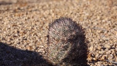 Arizona çölünde bir kaktüs. Yastık tilkisi kaktüsü (Escobaria alversonii, coryphantha alversonii), ABD
