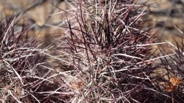 Arizona çölünde bir kaktüs. Arizona claret-cup kaktüsü, Arizona hedgehog kaktüsü (Echinocereus arizonicus), ABD