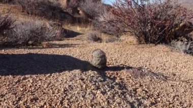 Arizona çölünde bir kaktüs. Yastık tilkisi kaktüsü (Escobaria alversonii, coryphantha alversonii), ABD