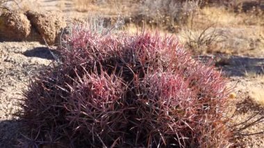 Arizona çölünde bir kaktüs. Echinocactus polycephalus, Cottontop Kaktüsü, Çok başlı Fıçı Kaktüsü, Gülle Kaktüsü.