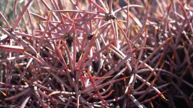 Arizona çölünde bir kaktüs. Echinocactus polycephalus, Cottontop Kaktüsü, Çok başlı Fıçı Kaktüsü, Gülle Kaktüsü.