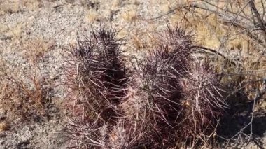 Arizona çölünde bir kaktüs. Arizona claret-cup kaktüsü, Arizona hedgehog kaktüsü (Echinocereus arizonicus), ABD