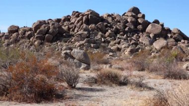 Joshua Tree Ulusal Parkı 'nda panoramik bir manzara. Joshua Tree (Yucca brevifolia) ve Kaya oluşumları. CA
