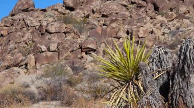 Joshua Tree Ulusal Parkı 'nda panoramik bir manzara. Joshua Tree (Yucca brevifolia) ve Kaya oluşumları. CA