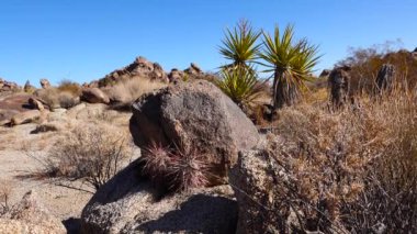 Arizona çölünde bir kaktüs. Arizona claret-cup kaktüsü, Arizona hedgehog kaktüsü (Echinocereus arizonicus), ABD