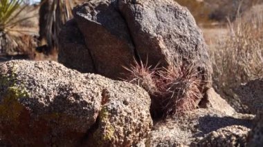 Joshua Tree Ulusal Parkı 'nda panoramik bir manzara. Joshua Tree (Yucca brevifolia) ve Kaya oluşumları. CA