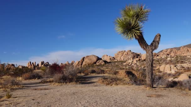 Uma Vista Panorâmica Parque Nacional Joshua Tree Joshua Tree Yucca — Vídeo de Stock