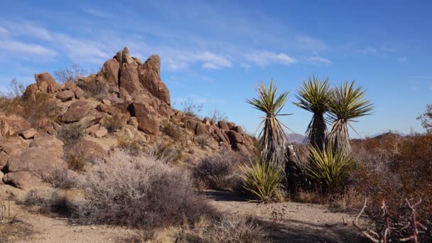 조슈아 공원의 Joshua Tree Yucca Brevifolia Rock Formations — 비디오
